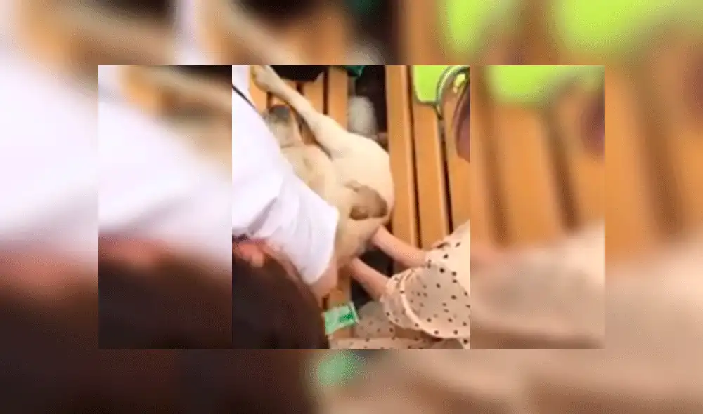 Desliza para ver las imágenes del divertido rescate. Foto: captura AsiaWire.