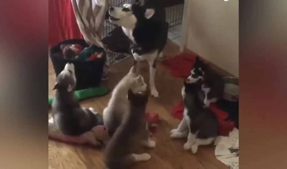 Desliza las imágenes para ver más sobre esta conmovedora escena entre un perro y sus cachorros. (Foto: captura / Facebook / Clarín)