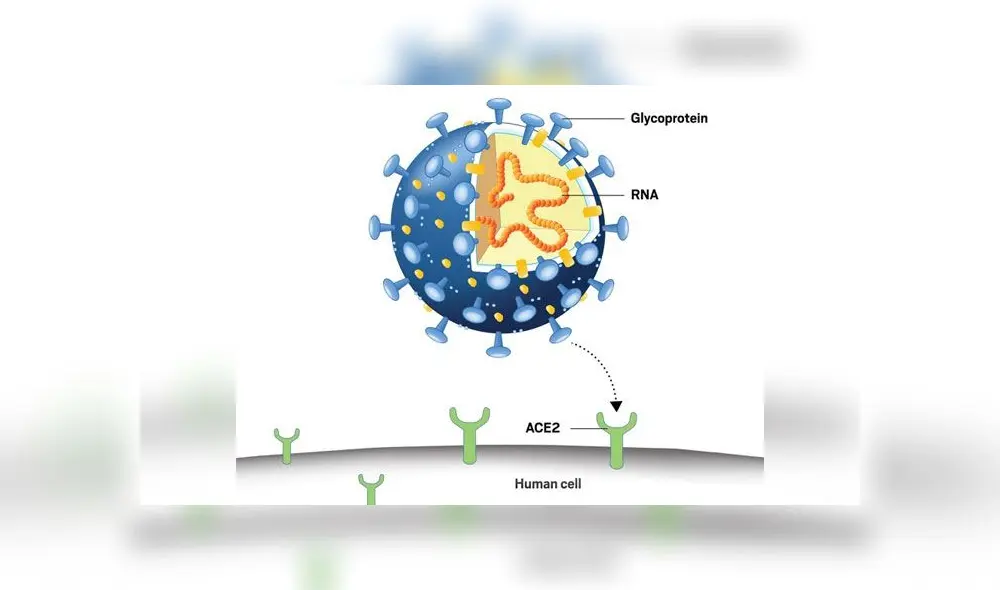 La glicoproteína del coronavirus lo une al receptor ACE2 de la célula. Imagen: C&EN.