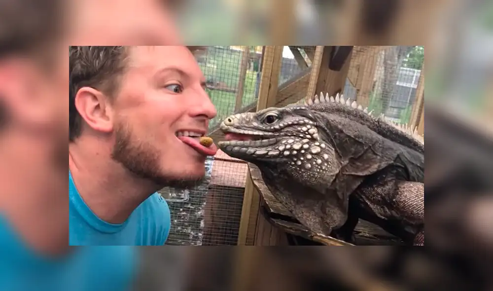 YouTube: Hombre le da comida a una iguana con peculiar método y ocurre lo inesperado
