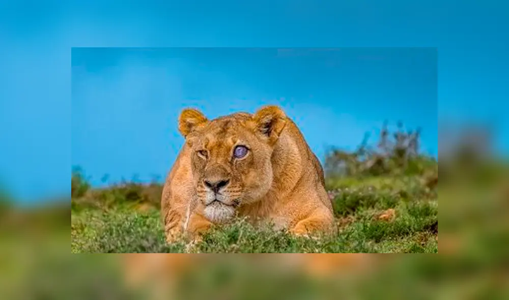 Desliza hacia la izquierda las imágenes del viral de Facebook para que puedas ver el ojo de cristal de una leona en la selva de África. Desliza hacia la izquierda las imágenes del viral de Facebook para que puedas ver el ojo de cristal de una leona en la selva de África.