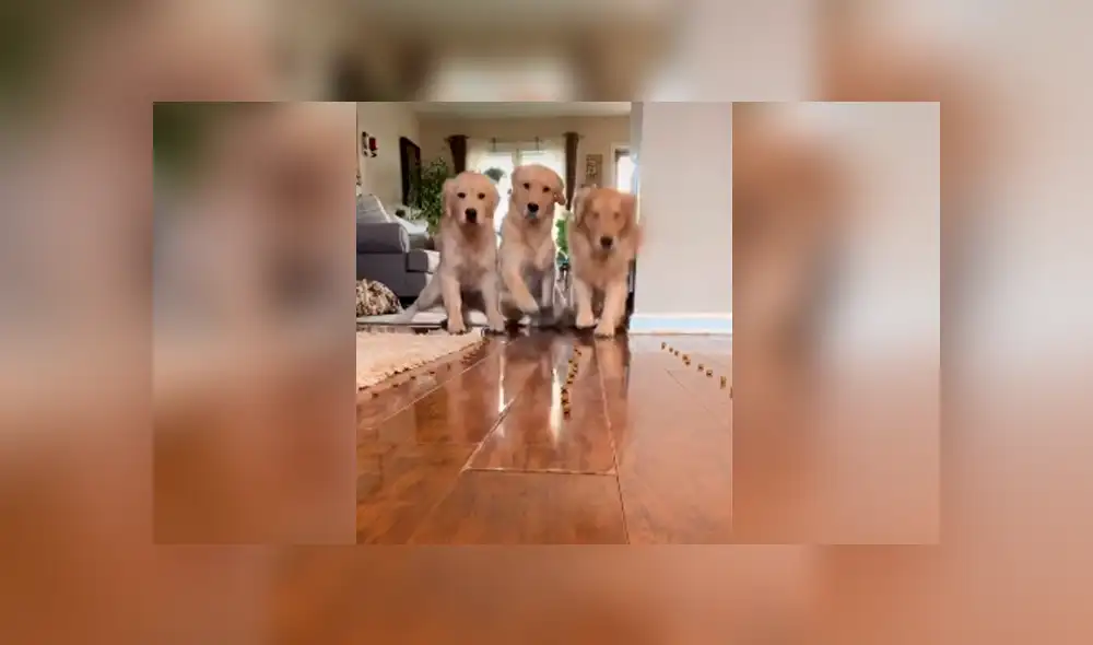 Desliza las imágenes hacia la izquierda para apreciar la improvisada competencia que tuvieron unos perros. Desliza las imágenes hacia la izquierda para apreciar la improvisada competencia que tuvieron unos perros.