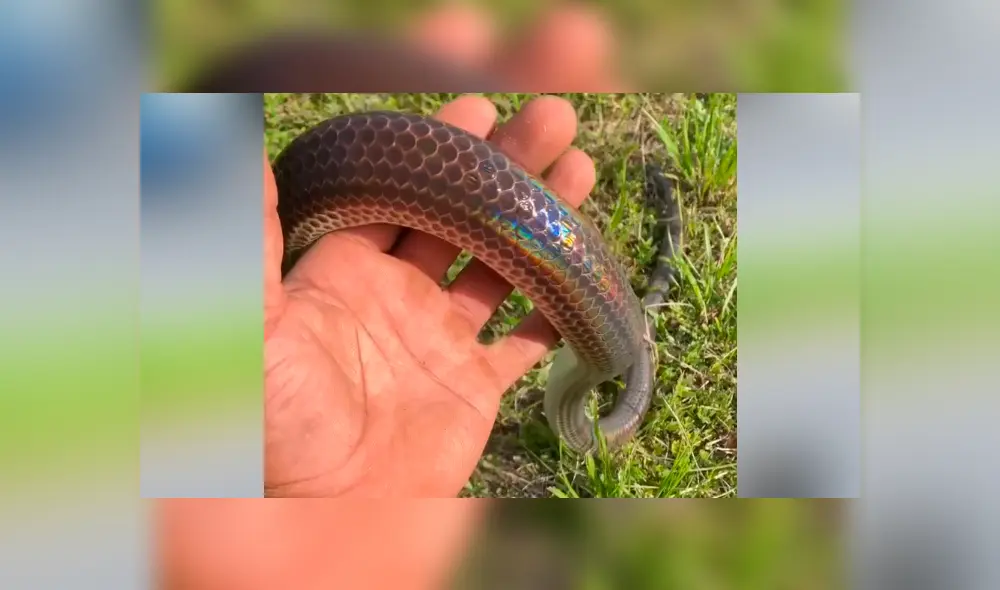 Desliza hacia la izquierda para ver lo que sucedió con el joven en el video viral de Facebook.