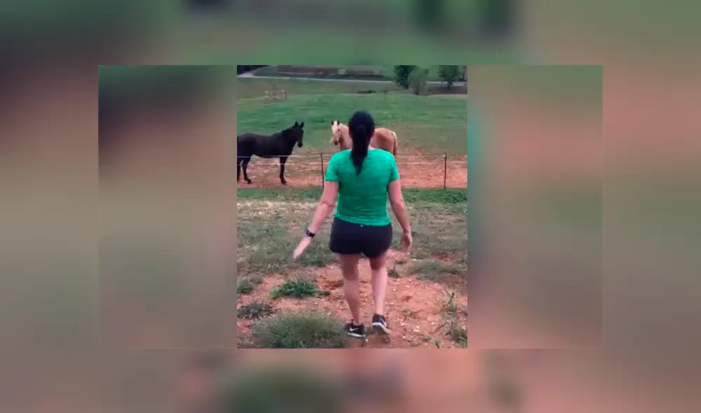Facebook viral: mujer atraviesa el cerco eléctrico para acariciar caballos y recibe una gran descarga eléctrica