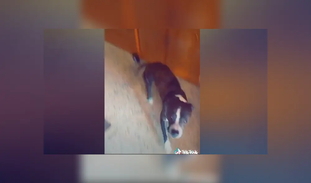 Desliza las imágenes para ver la curiosa reacción que tuvo un perro al escuchar su tema favorito de Ed Sheeran Foto: Rebeca Romero/TikTok Desliza las imágenes para ver la curiosa reacción que tuvo un perro al escuchar su tema favorito de Ed Sheeran Foto: Rebeca Romero/TikTok