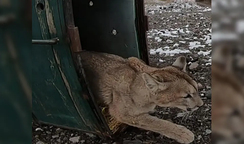 Puma es liberado en su habitad natural tras ser hallado transitando por calles de Ayacucho