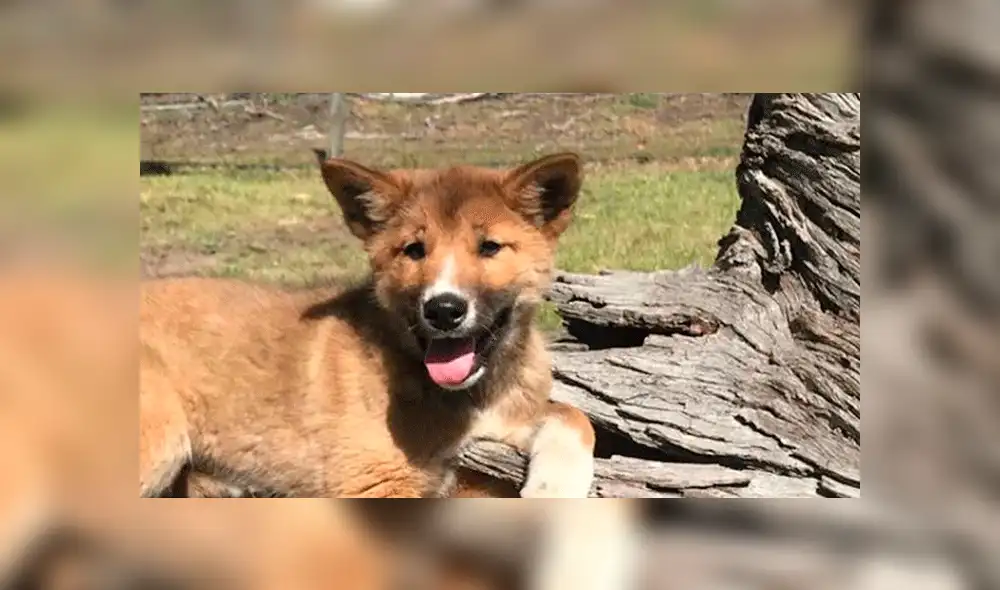 “No puedo decir si es un zorro o un perro”, escribió una integrante de la familia en su cuenta de Facebook.