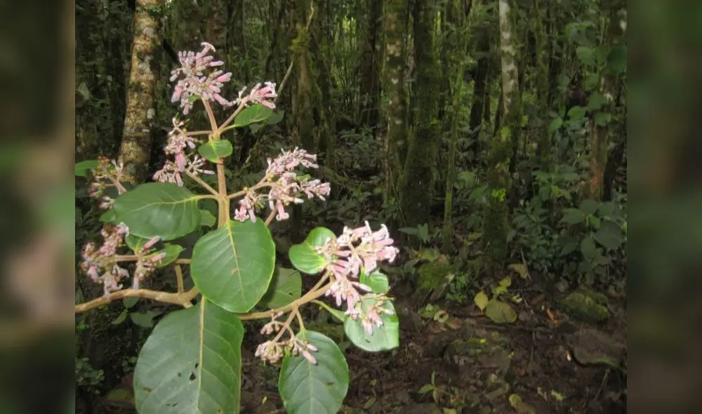 Árbol de la quina en floración. Foto: Wikipedia Árbol de la quina en floración. Foto: Wikipedia