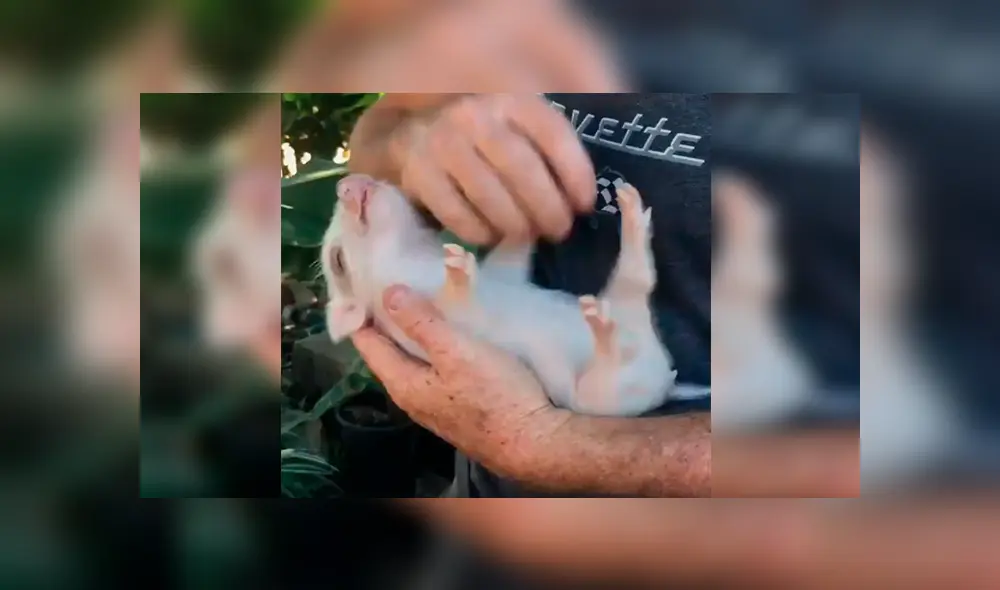 En Facebook, un hombre aplicó un ingenioso método para hacer dormir a su mascota y sorprendió a miles.