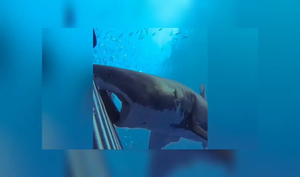 A través de Facebook se ha vuelto viral el momento en que un feroz tiburón acecha a un grupo de buzos.