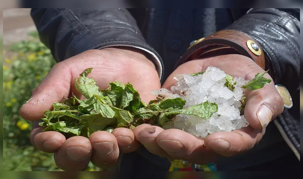 Puno. Granizada registrada en la provincia de El Collao provocó serios daños a cultivos de papa y quinua. Puno. Granizada registrada en la provincia de El Collao provocó serios daños a cultivos de papa y quinua.
