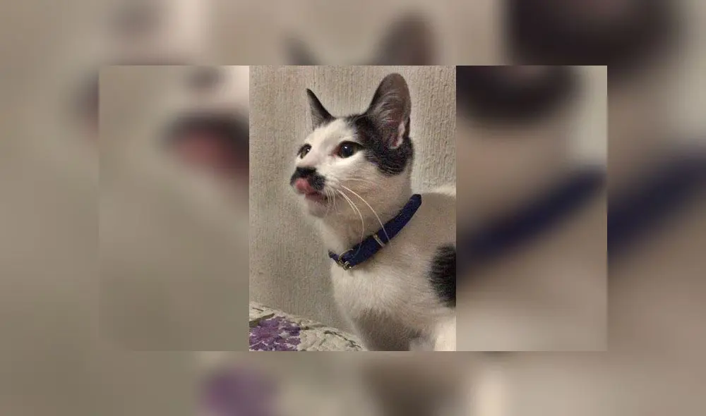 Desliza para conocer a Alberto, el gatito con bigote que se parece a Hitler. Foto: Caters News Agency Desliza para conocer a Alberto, el gatito con bigote que se parece a Hitler. Foto: Caters News Agency