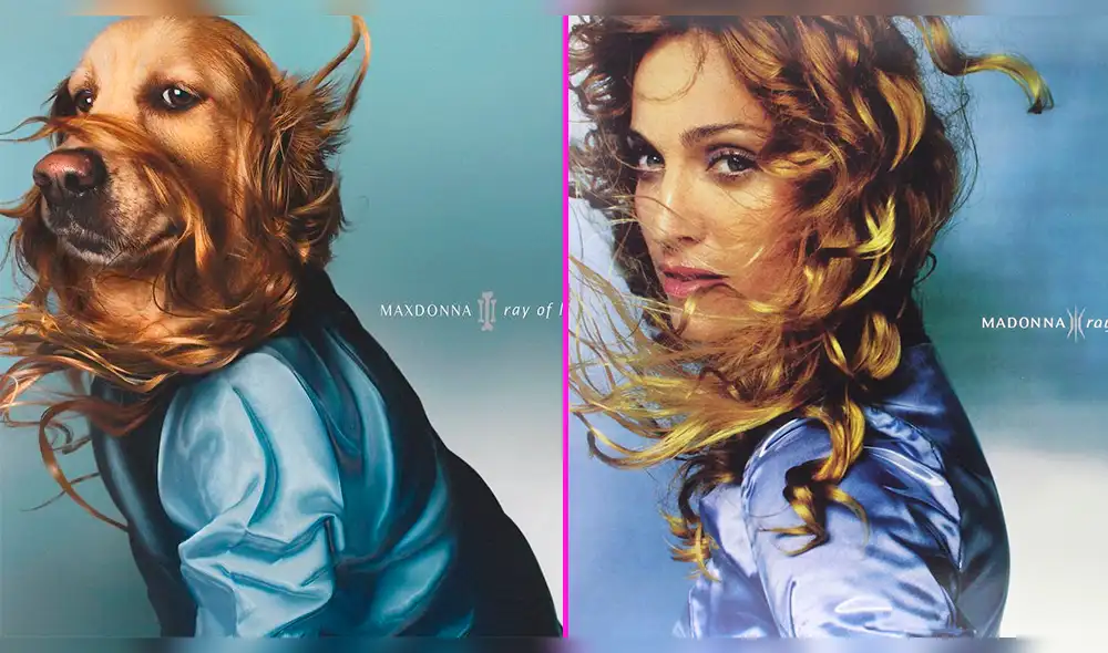 Instagram: perro recrea portadas de Madonna y algunas son mejores que las originales [FOTO]