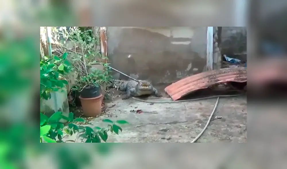 Un video viral de YouTube muestra la captura de un gigantesco cocodrilo en Tailandia. Un video viral de YouTube muestra la captura de un gigantesco cocodrilo en Tailandia.