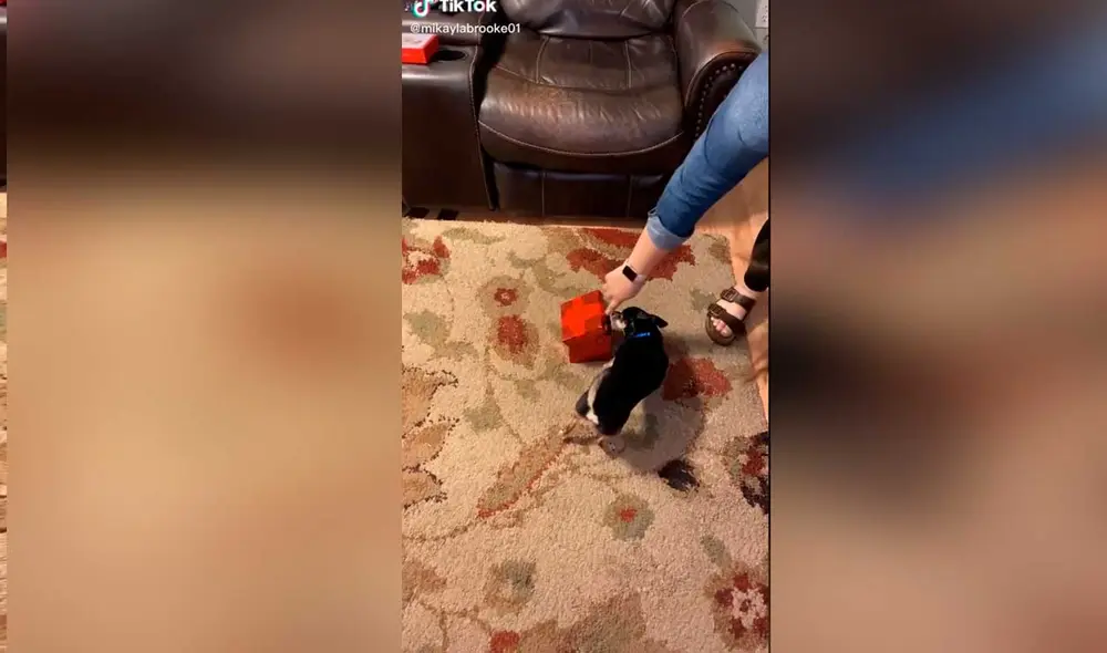 Desliza las imágenes para ver la divertida escena que protagonizó este can chihuahua al ver a su nuevo compañero. Foto: captura de TikTok/Mikaylabrooke01 Desliza las imágenes para ver la divertida escena que protagonizó este can chihuahua al ver a su nuevo compañero. Foto: captura de TikTok/Mikaylabrooke01