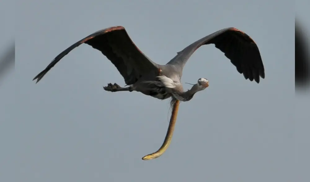 La anguila perforó el cuello del ave para poder liberarse. Foto: Sam Davis La anguila perforó el cuello del ave para poder liberarse. Foto: Sam Davis