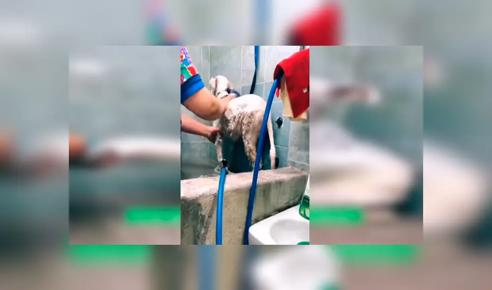 Desliza las imágenes para conocer la transformación de una perrita callejera que fue adoptada por una familia. Foto: Captura.