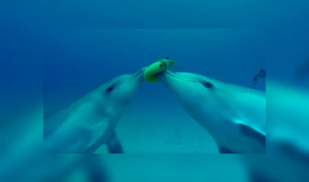 Unos delfines descubrieron el efecto narcótico que produce un venenoso pez globo y empezaron a jugar con él a ‘atraparlo’. Foto: BBC