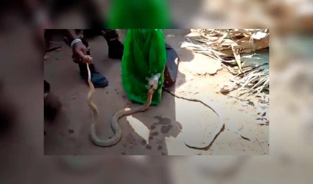 Voraz serpiente engulle a otra y hombre hace lo impensado para impedirlo, pero final es trágico.