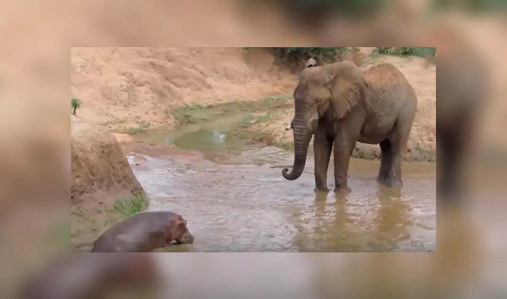Desliza las imágenes para observar la acción de una mamá elefante para salvar la vida de su cría ante el ataque de un elefante. Desliza las imágenes para observar la acción de una mamá elefante para salvar la vida de su cría ante el ataque de un elefante.