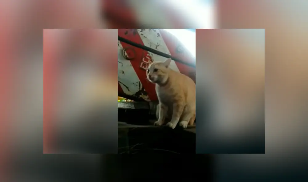 YouTube viral: gato piensa que está frente a un espejo, pero se lleva una tremenda sorpresa YouTube viral: gato piensa que está frente a un espejo, pero se lleva una tremenda sorpresa