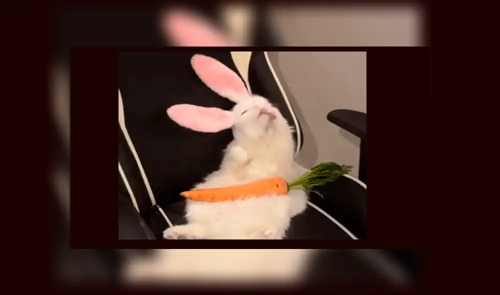 YouTube viral: realiza "experimento" que une a gato con conejo y el resultado es desconcertante [VIDEO]