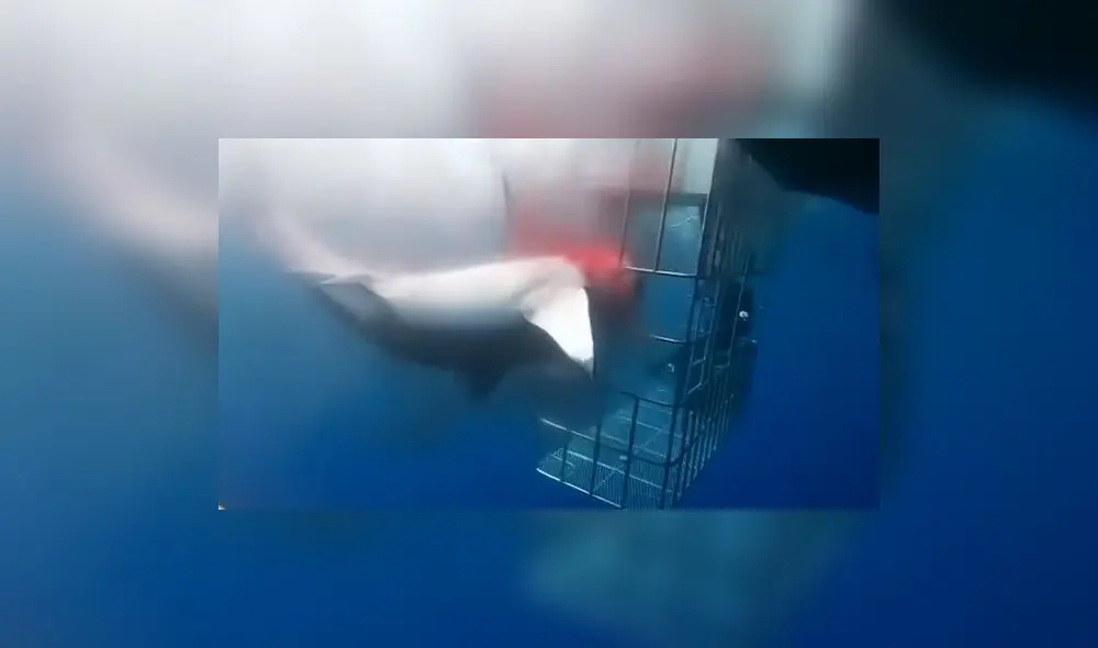 Un activista mexicano denuncia públicamente lo sucedido y acusa al propietario del barco de saltarse la normativa. Foto: Captura.