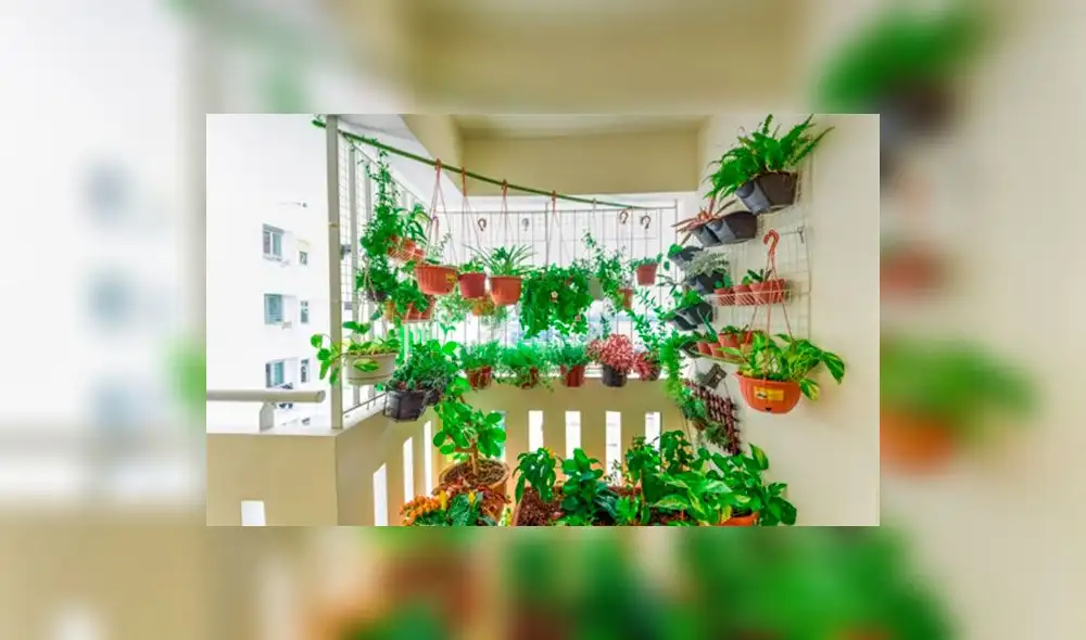 Cómo tener un biohuerto en tu departamento