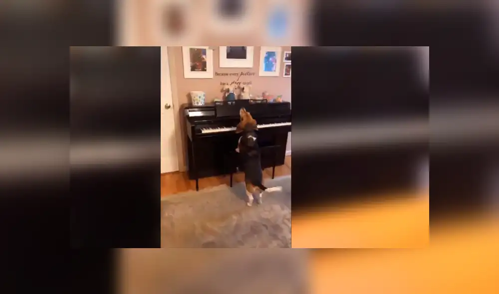 Facebook viral: Perro hace un show musical con piano y causa furor en las redes [VIDEO]