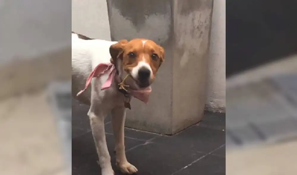 Desliza las imágenes para ver cómo termina el viral de TikTok. Foto: Captura/@Moroncaro