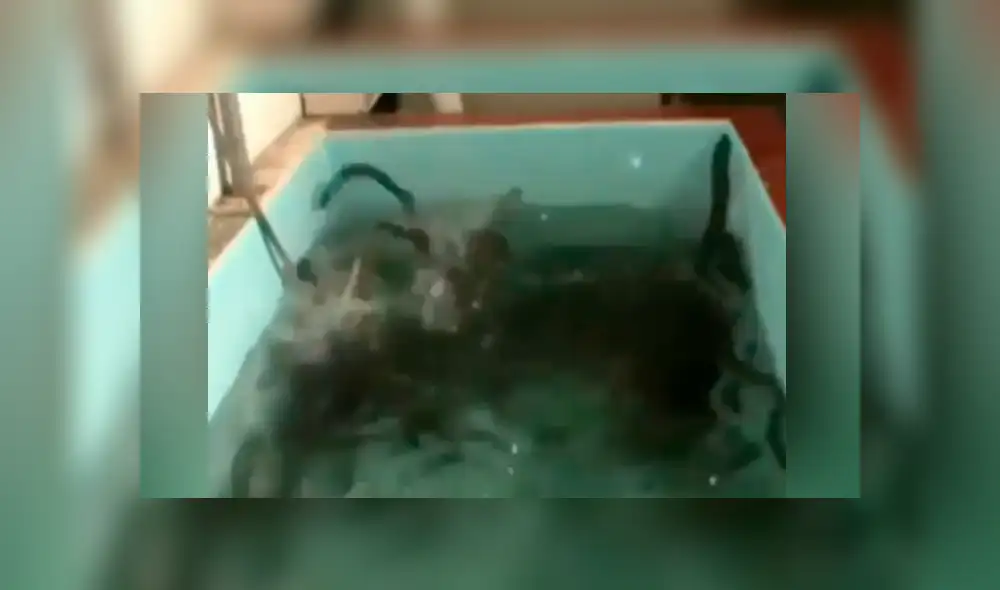 YouTube viral: arroja sal a pozo de agua y cientos de misteriosas ‘criaturas’ emergen de las profundidades YouTube viral: arroja sal a pozo de agua y cientos de misteriosas ‘criaturas’ emergen de las profundidades