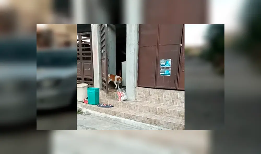 El can se ha ganado la admiración de todos en YouTube y otras redes, al ser captado ayudando a su dueña con las compras del supermercado. El can se ha ganado la admiración de todos en YouTube y otras redes, al ser captado ayudando a su dueña con las compras del supermercado.