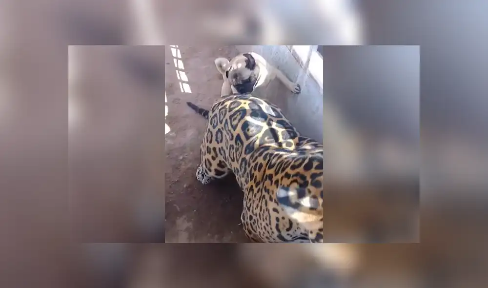 Facebook viral: terror por audaz perro que ingresa a jaula de jaguar enfurecido en México [VIDEO]