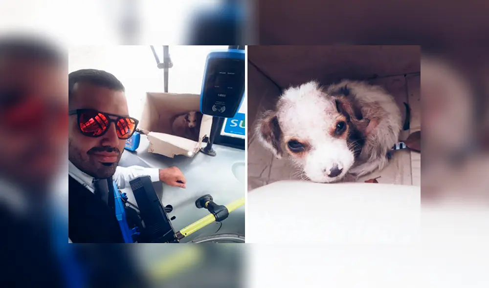 Desliza las imágenes hacia la izquierda para apreciar el noble gesto que tuvo un hombre al rescatar a un cachorro. Desliza las imágenes hacia la izquierda para apreciar el noble gesto que tuvo un hombre al rescatar a un cachorro.