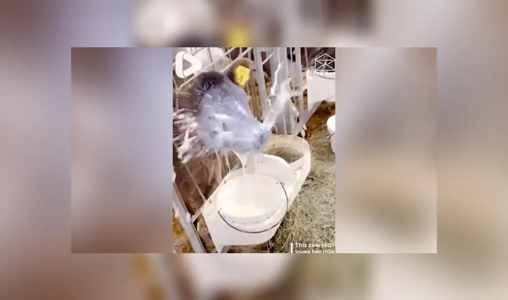 Desliza a la izquierda para conocer más sobre este nuevo viral de YouTube. Foto: Captura.