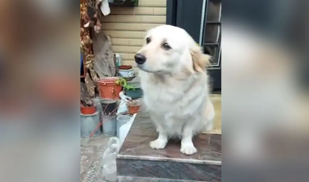 Desliza hacia la izquierda para ver más imágenes de la conmovedora mirada de este cachorro para evitar que su dueño se vaya de casa. Foto: captura de YouTube Desliza hacia la izquierda para ver más imágenes de la conmovedora mirada de este cachorro para evitar que su dueño se vaya de casa. Foto: captura de YouTube