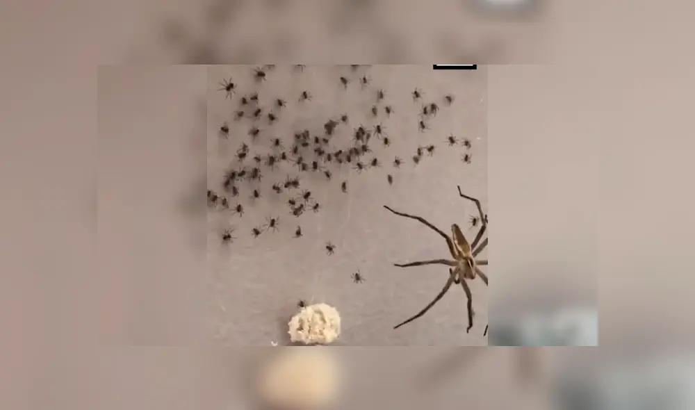 #VIDEO | Mira las mejores imágenes del video viral de YouTube. Desliza para verlas todas. Foto: captura #VIDEO | Mira las mejores imágenes del video viral de YouTube. Desliza para verlas todas. Foto: captura