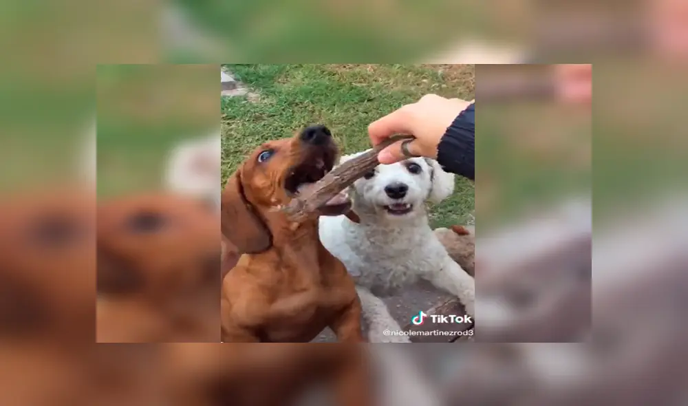 En Tik Tok, un perro no toleró que su dueño le haga jugar al nuevo integrante de su familia y buscó venganza.