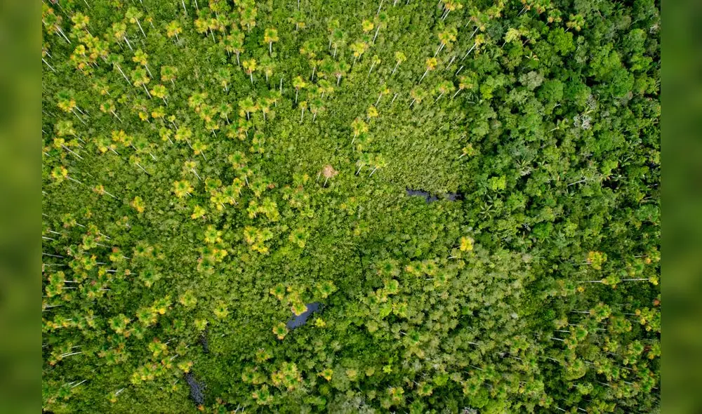 Oficializan creación del Parque Nacional Yaguas, nuevo santuario de la biodiversidad en Loreto [VIDEO]