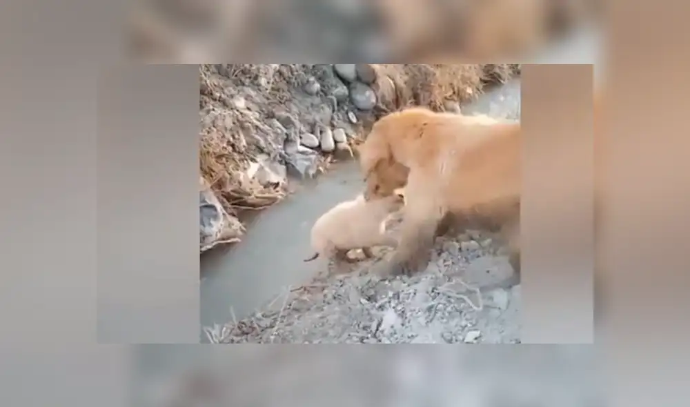 YouTube viral: perrito estaba a punto de caer, pero su mamá se arriesga para salvarlo [VIDEO]