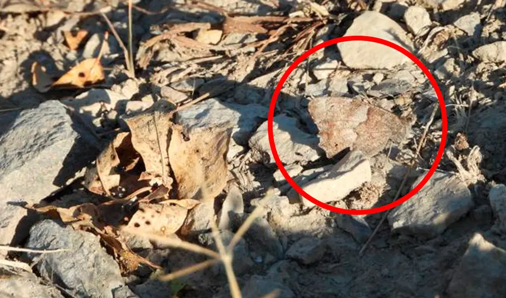 Desliza las imágenes hacia la izquierda para conocer la respuesta de este reciente desafío de Facebook. Fotocaptura: La Vanguardia.