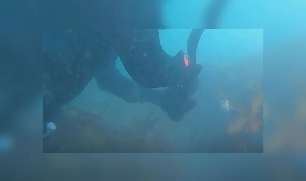 Intrépida anciana que buceaba en las profundidades del mar rescató a un tiburón. Intrépida anciana que buceaba en las profundidades del mar rescató a un tiburón.