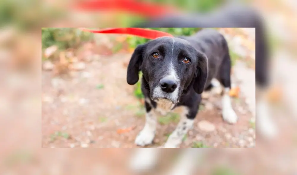Los policías hallaron al animal muerto en el interior de la casa. Fuente: foto referencial. Los policías hallaron al animal muerto en el interior de la casa. Fuente: foto referencial.