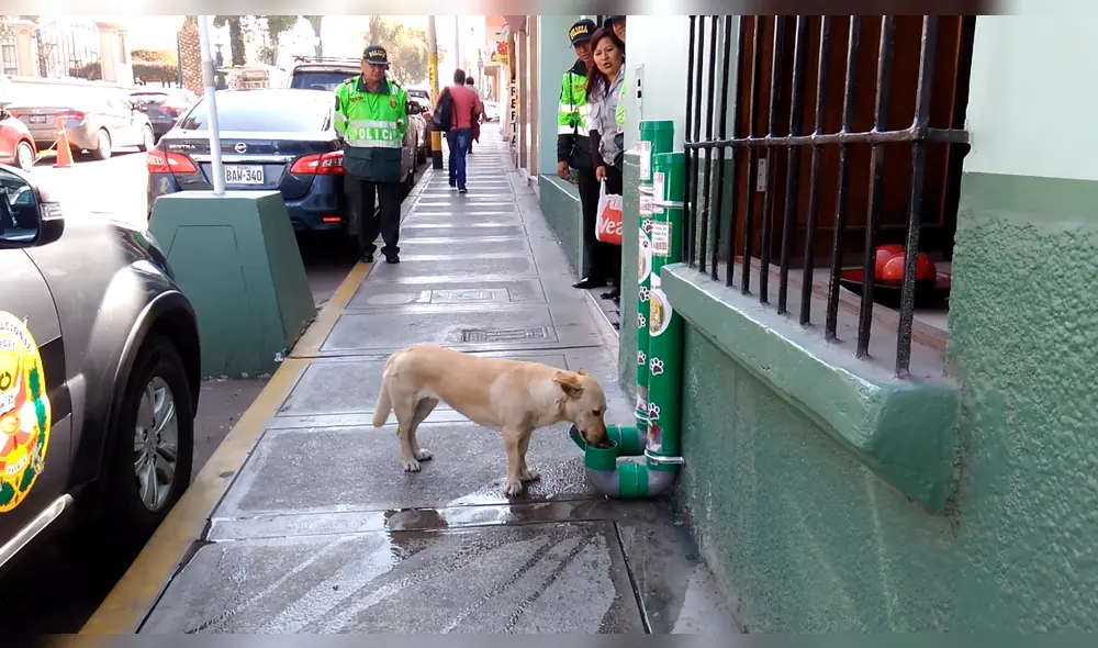 Policías de Tacna instalan bebederos y dispensadores de comida para perros callejeros
