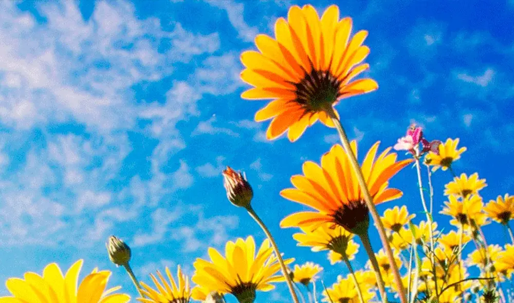 Poetas, músicos y actores le han dedicado versos a esta estación del año. Foto: Pixabay