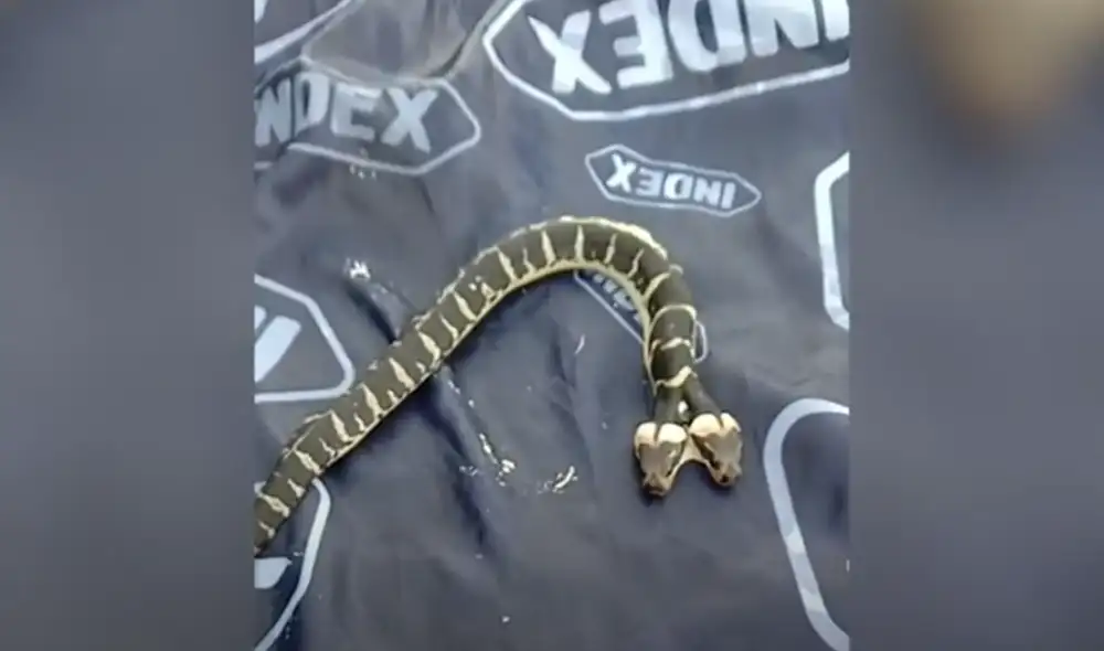 Desliza hacia la izquierda para ver las imágenes del viral de YouTube. Foto: ViralPress. Desliza hacia la izquierda para ver las imágenes del viral de YouTube. Foto: ViralPress.