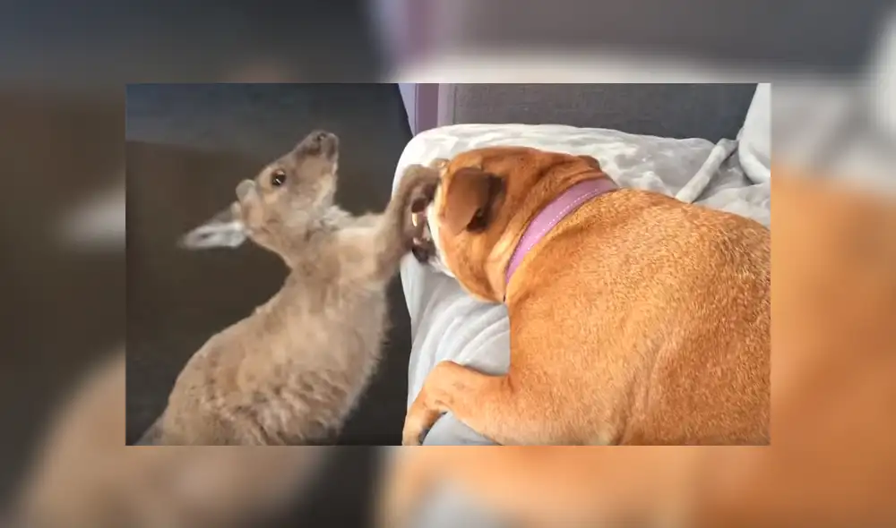 Facebook viral: Canguro bebé pelea con perro ‘dormilón’ por su cama y desenlace enternece a miles [VIDEO] 