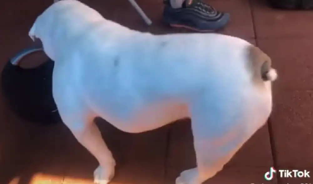 Desliza para ver los mejores pasos del perro. Foto: Captura/Facebook Desliza para ver los mejores pasos del perro. Foto: Captura/Facebook