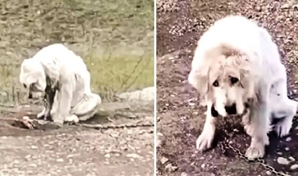 Las imágenes de Athena han conmocionado a miles de usuarios. Foto: YouTube/Captura/Paws 4 Hope