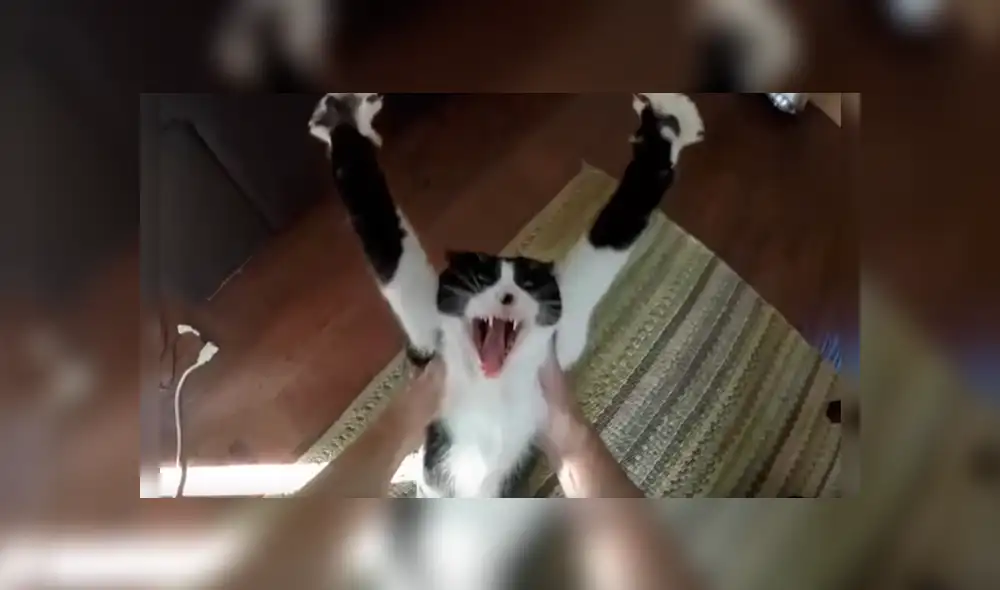 Dueños de la gata grabaron la curiosa conducta que adopta la felina para manifestar que quiere un abrazo Dueños de la gata grabaron la curiosa conducta que adopta la felina para manifestar que quiere un abrazo